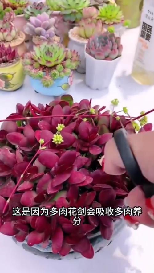 多肉的花剑要不要剪掉,多肉的花剑怎么处理-第5张图片-优品飞百科 多肉的花剑要不要剪掉,多肉的花剑怎么处理-第5张图片-优品飞百科