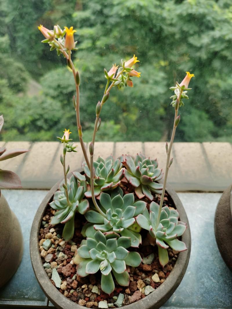 多肉的花剑要不要剪掉,多肉的花剑怎么处理-第6张图片-优品飞百科 多肉的花剑要不要剪掉,多肉的花剑怎么处理-第6张图片-优品飞百科