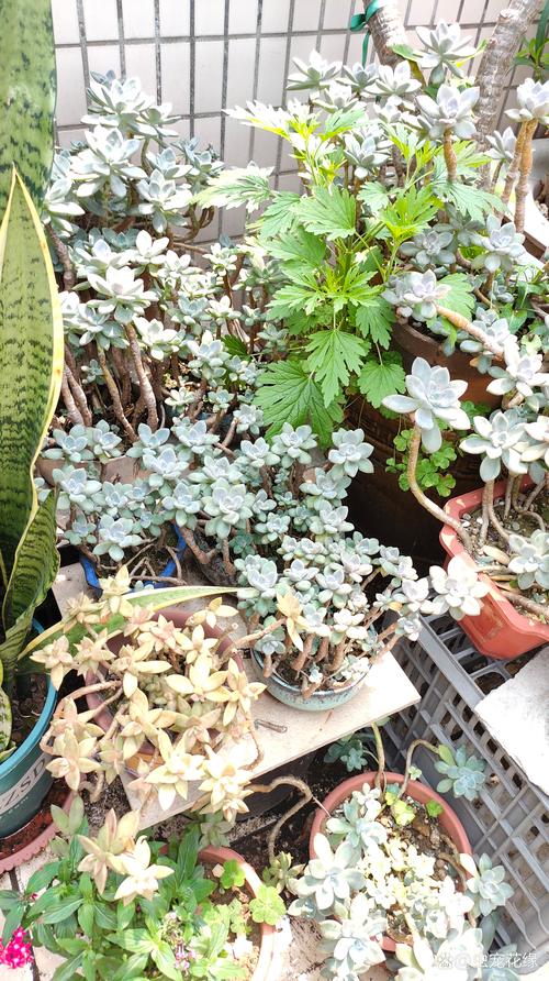 多肉的花剑要不要剪掉,多肉的花剑怎么处理-第7张图片-优品飞百科 多肉的花剑要不要剪掉,多肉的花剑怎么处理-第7张图片-优品飞百科