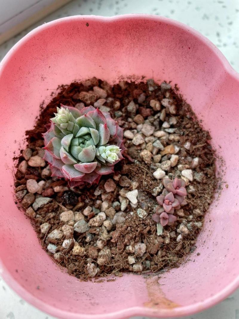 多肉的花剑要不要剪掉,多肉的花剑怎么处理-第8张图片-优品飞百科 多肉的花剑要不要剪掉,多肉的花剑怎么处理-第8张图片-优品飞百科