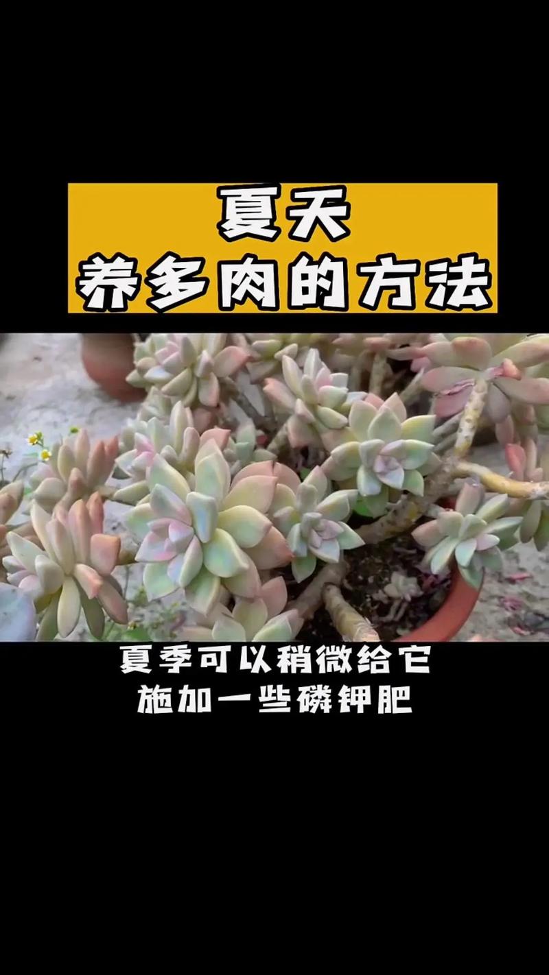 多肉为什么忌大盆，多肉为什么不能多浇水