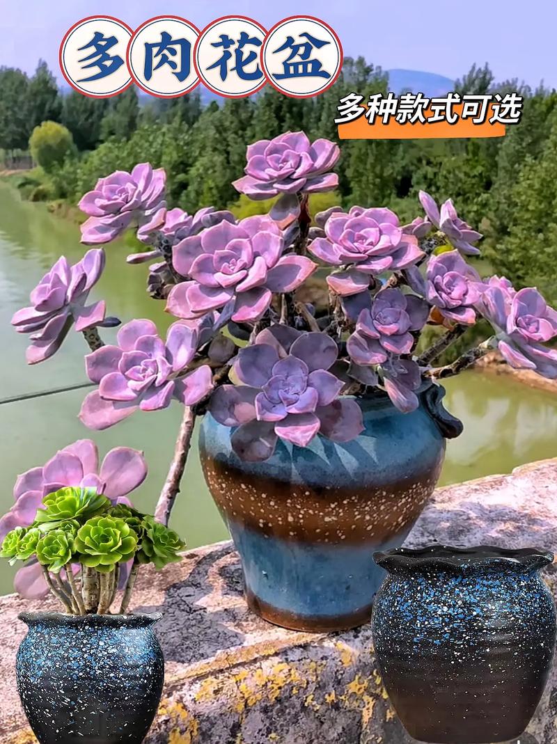 多肉为什么忌大盆，多肉为什么不能多浇水-第2张图片-优品飞百科