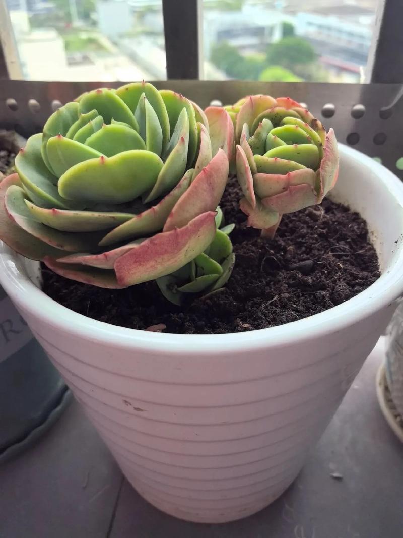 多肉为什么忌大盆，多肉为什么不能多浇水-第4张图片-优品飞百科