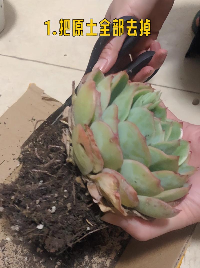 多肉为什么忌大盆，多肉为什么不能多浇水-第5张图片-优品飞百科