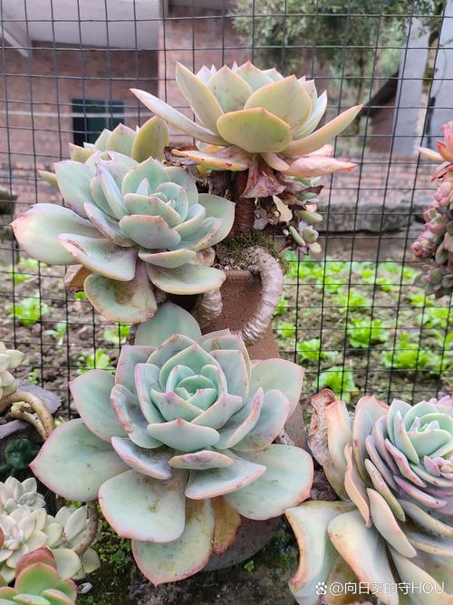 多肉为什么忌大盆，多肉为什么不能多浇水-第6张图片-优品飞百科