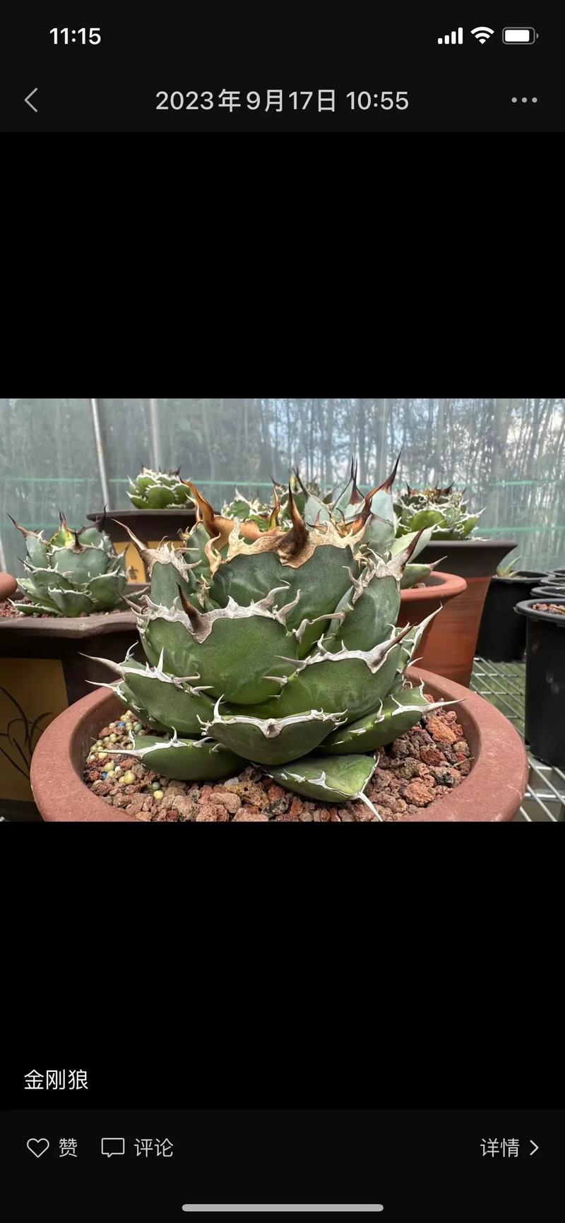 龙舌兰生长环境，龙舌兰适合什么环境-第2张图片-优品飞百科