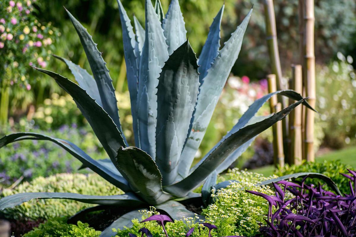 龙舌兰生长环境，龙舌兰适合什么环境-第3张图片-优品飞百科