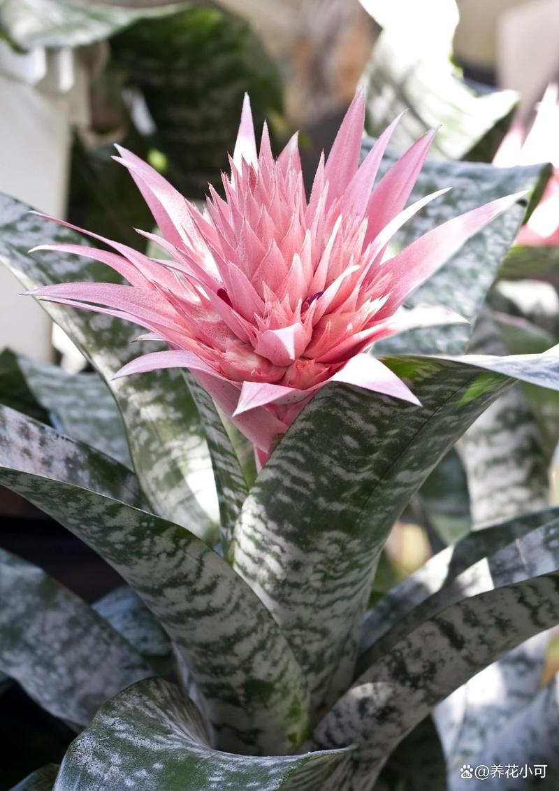 龙舌兰生长环境，龙舌兰适合什么环境-第4张图片-优品飞百科