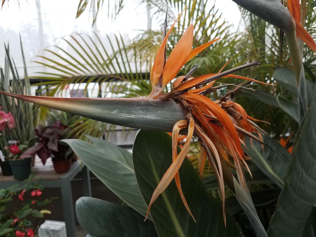 龙舌兰生长环境，龙舌兰适合什么环境-第5张图片-优品飞百科