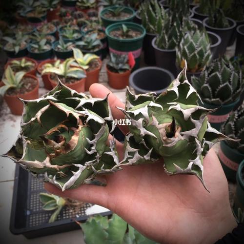 龙舌兰生长环境，龙舌兰适合什么环境-第6张图片-优品飞百科