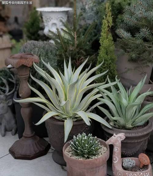 龙舌兰生长环境，龙舌兰适合什么环境-第7张图片-优品飞百科