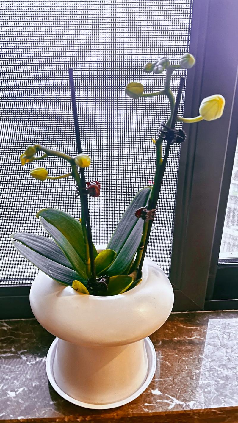 蝴蝶兰的养殖方法和注意事项，家养蝴蝶兰的养殖方法和注意事项-第3张图片-优品飞百科