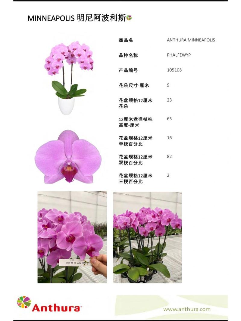 蝴蝶兰的养殖方法和注意事项，家养蝴蝶兰的养殖方法和注意事项-第4张图片-优品飞百科