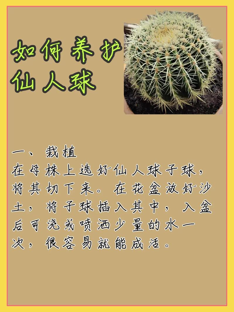 怎样养仙人球容易开花，怎样养仙人球容易开花
