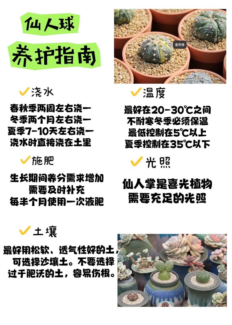 怎样养仙人球容易开花,怎样养仙人球容易开花-第2张图片-优品飞百科 怎样养仙人球容易开花,怎样养仙人球容易开花-第2张图片-优品飞百科