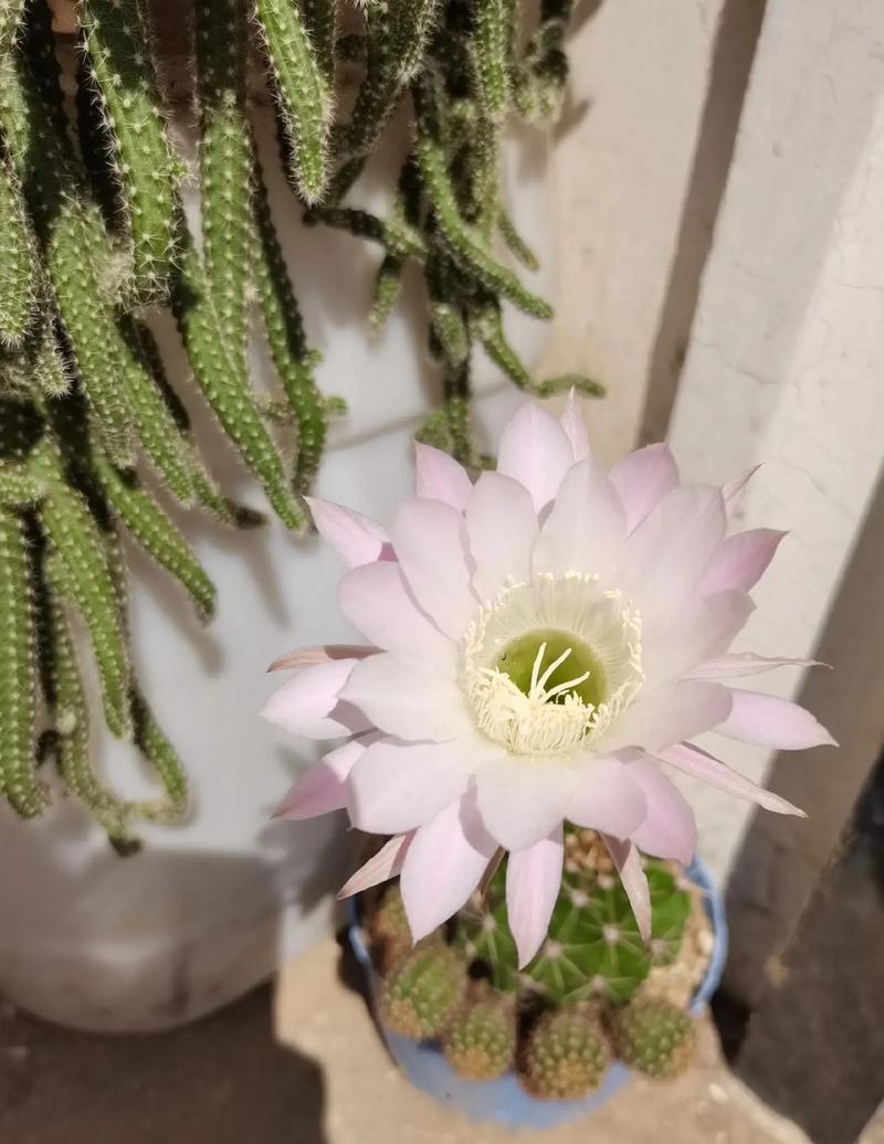 怎样养仙人球容易开花,怎样养仙人球容易开花-第3张图片-优品飞百科 怎样养仙人球容易开花,怎样养仙人球容易开花-第3张图片-优品飞百科