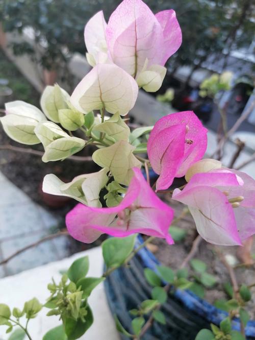 怎样养仙人球容易开花,怎样养仙人球容易开花-第4张图片-优品飞百科 怎样养仙人球容易开花,怎样养仙人球容易开花-第4张图片-优品飞百科