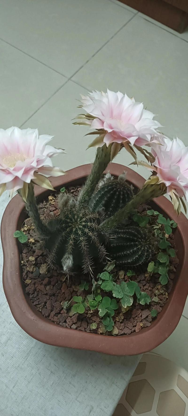 怎样养仙人球容易开花,怎样养仙人球容易开花-第5张图片-优品飞百科 怎样养仙人球容易开花,怎样养仙人球容易开花-第5张图片-优品飞百科