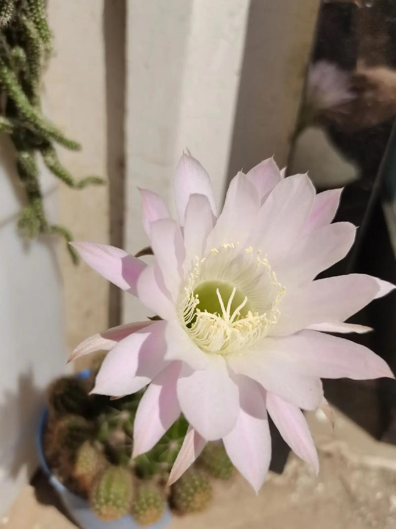 怎样养仙人球容易开花,怎样养仙人球容易开花-第6张图片-优品飞百科 怎样养仙人球容易开花,怎样养仙人球容易开花-第6张图片-优品飞百科