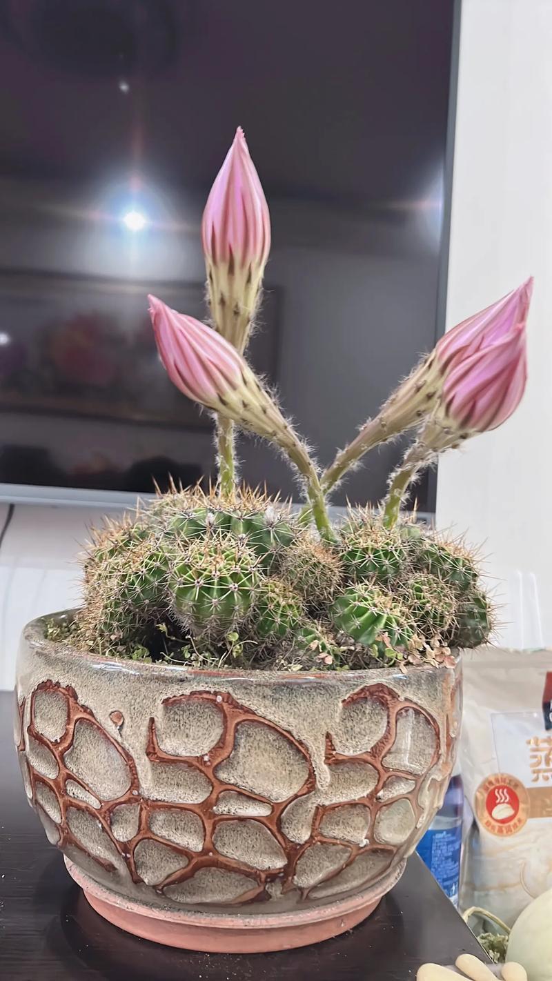 怎样养仙人球容易开花,怎样养仙人球容易开花-第7张图片-优品飞百科 怎样养仙人球容易开花,怎样养仙人球容易开花-第7张图片-优品飞百科