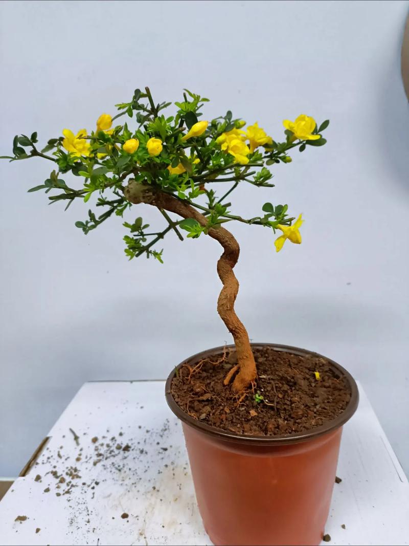 迎春花秋天怎么养，迎春花秋季的栽培与管理