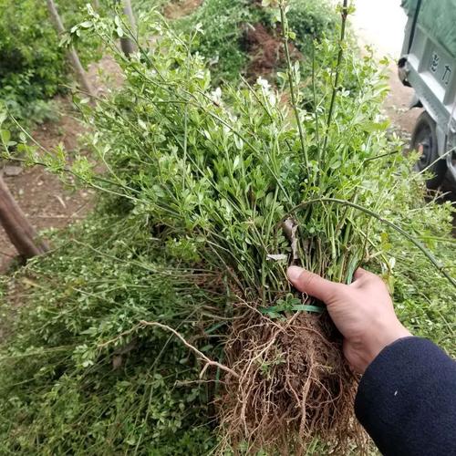 迎春花秋天怎么养，迎春花秋季的栽培与管理-第2张图片-优品飞百科