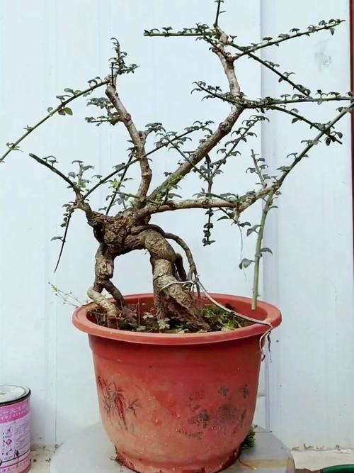 迎春花秋天怎么养，迎春花秋季的栽培与管理-第3张图片-优品飞百科