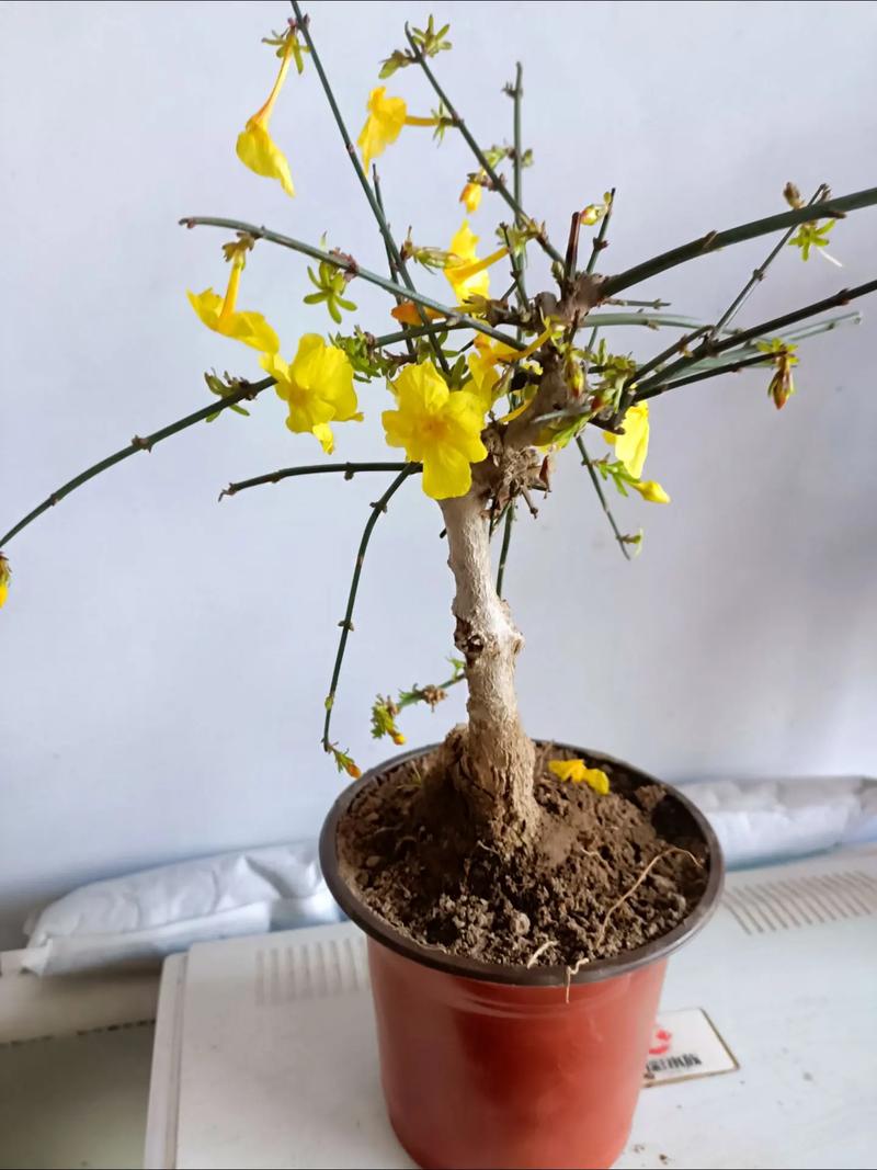 迎春花秋天怎么养，迎春花秋季的栽培与管理-第4张图片-优品飞百科