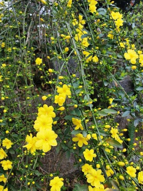 迎春花秋天怎么养，迎春花秋季的栽培与管理-第5张图片-优品飞百科