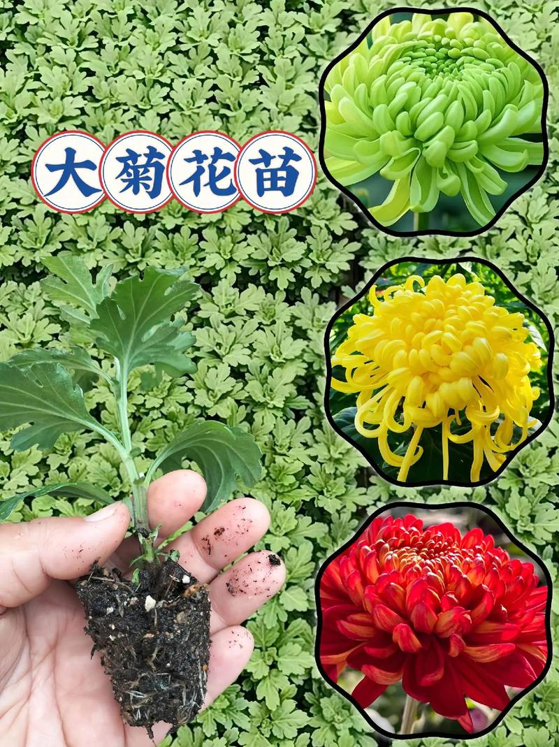 新买的菊花怎么养？新买回来的菊花怎么养？