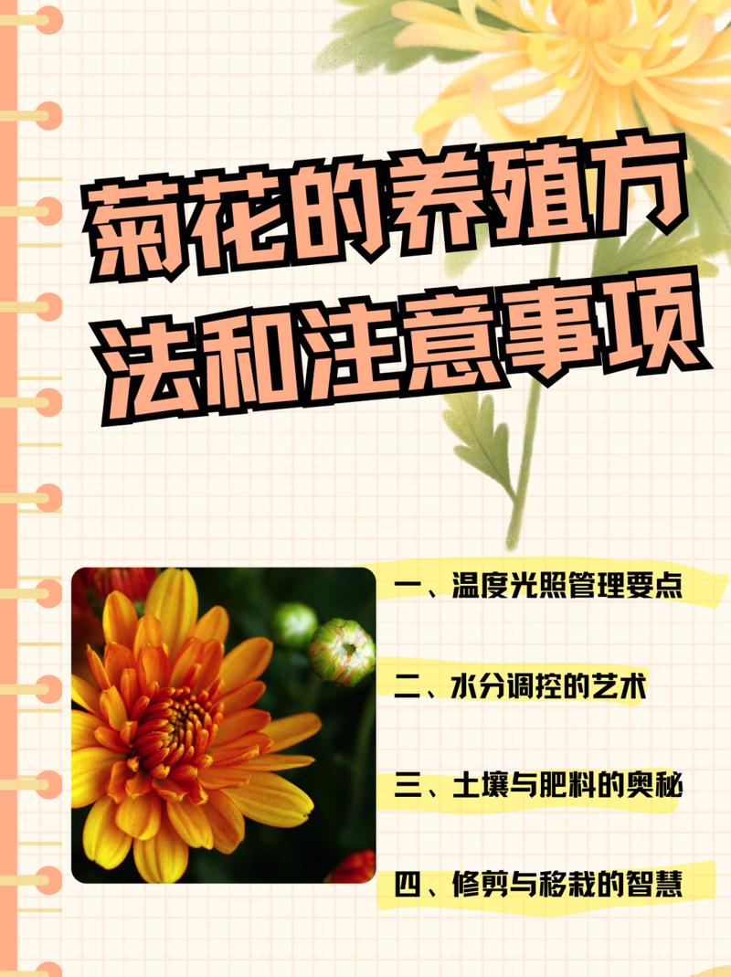 新买的菊花怎么养？新买回来的菊花怎么养？-第2张图片-优品飞百科