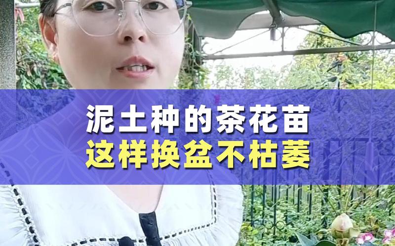 新买的菊花怎么养？新买回来的菊花怎么养？-第3张图片-优品飞百科