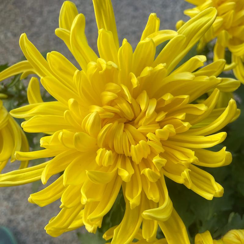 新买的菊花怎么养？新买回来的菊花怎么养？-第4张图片-优品飞百科