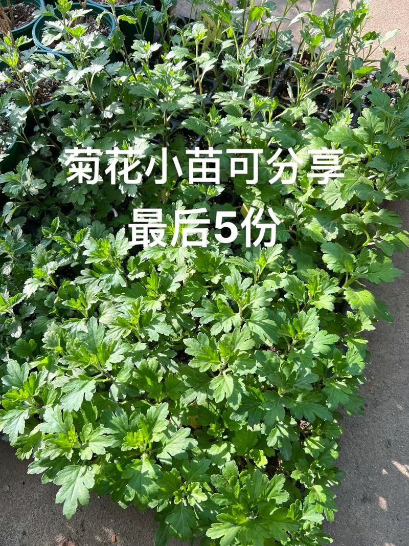 新买的菊花怎么养？新买回来的菊花怎么养？-第5张图片-优品飞百科