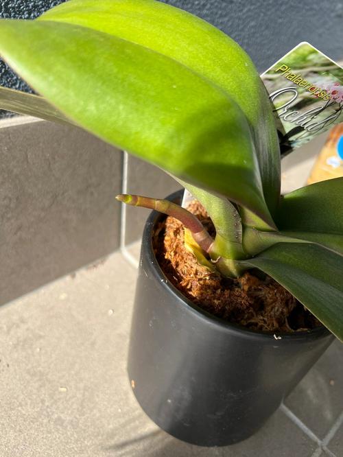 蝴蝶兰花剑断了怎么办，蝴蝶兰花剑顶端折断了怎么办