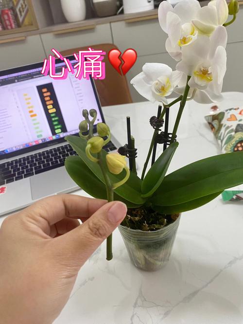 蝴蝶兰花剑断了怎么办，蝴蝶兰花剑顶端折断了怎么办-第2张图片-优品飞百科