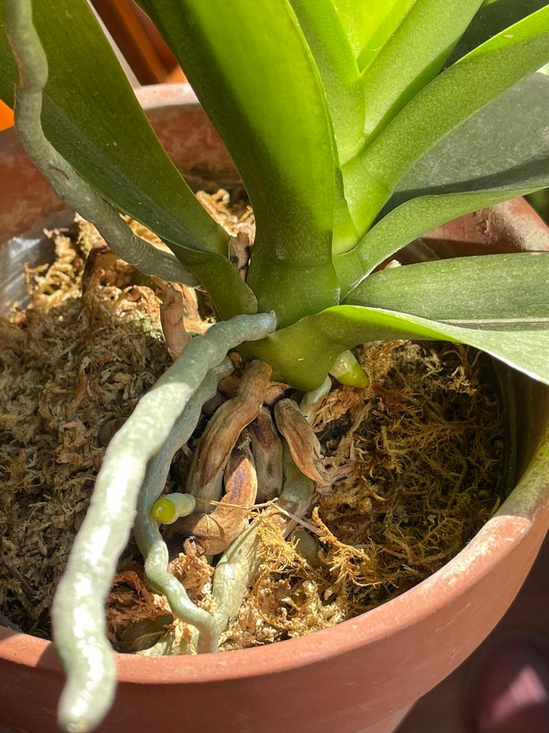 蝴蝶兰花剑断了怎么办，蝴蝶兰花剑顶端折断了怎么办-第3张图片-优品飞百科