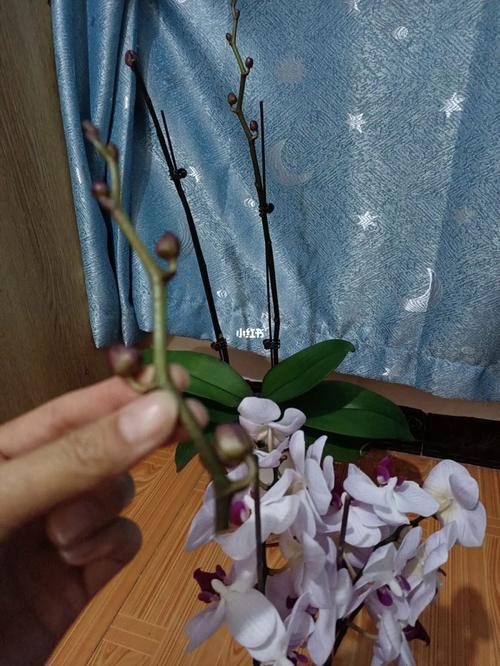 蝴蝶兰花剑断了怎么办，蝴蝶兰花剑顶端折断了怎么办-第4张图片-优品飞百科