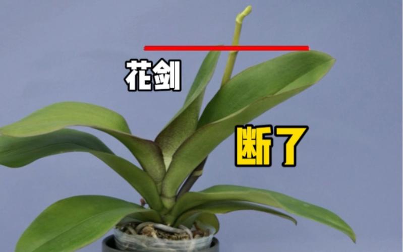 蝴蝶兰花剑断了怎么办，蝴蝶兰花剑顶端折断了怎么办-第5张图片-优品飞百科