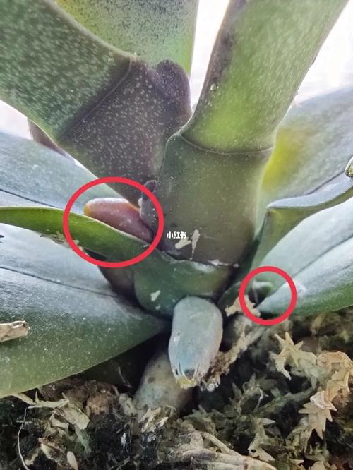 蝴蝶兰花剑断了怎么办，蝴蝶兰花剑顶端折断了怎么办-第6张图片-优品飞百科