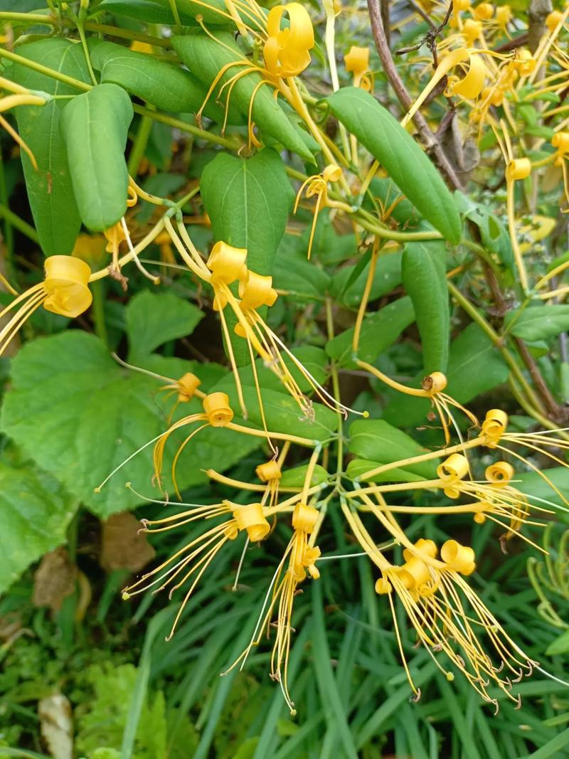 金银花在什么季节开放，金银花什么季节开?？