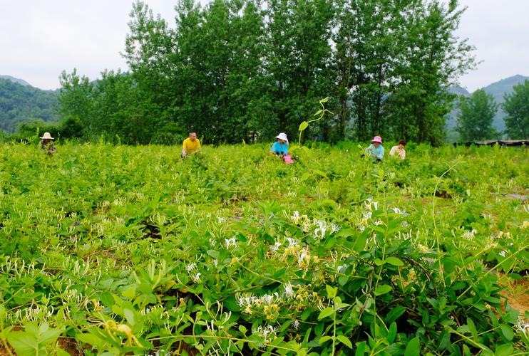 金银花在什么季节开放,金银花什么季节开??-第4张图片-优品飞百科 金银花在什么季节开放,金银花什么季节开??-第4张图片-优品飞百科