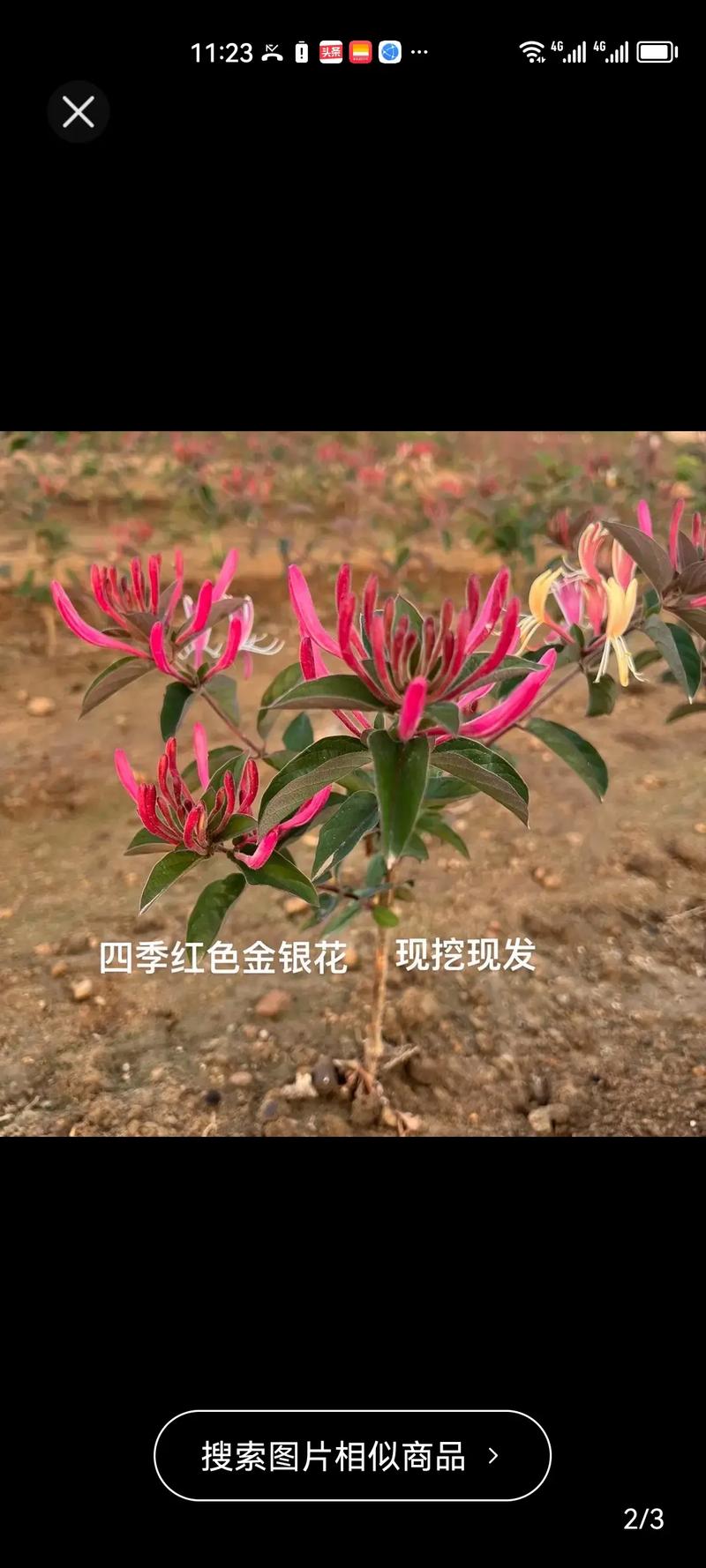 金银花在什么季节开放,金银花什么季节开??-第5张图片-优品飞百科 金银花在什么季节开放,金银花什么季节开??-第5张图片-优品飞百科