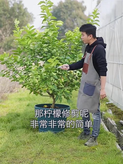 柠檬春天怎么剪枝？柠檬春天怎么剪枝好？