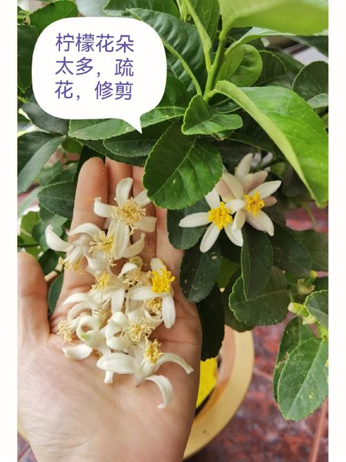 柠檬春天怎么剪枝？柠檬春天怎么剪枝好？-第2张图片-优品飞百科