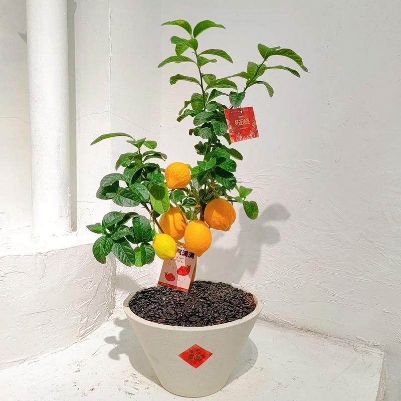 柠檬春天怎么剪枝？柠檬春天怎么剪枝好？-第3张图片-优品飞百科