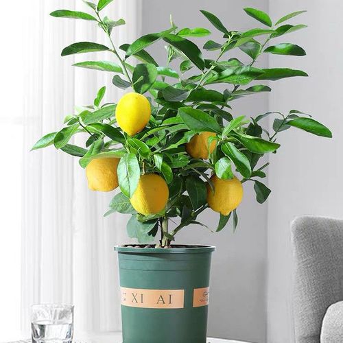 柠檬春天怎么剪枝？柠檬春天怎么剪枝好？-第4张图片-优品飞百科