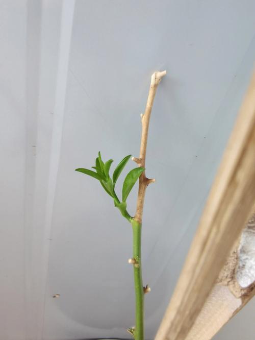 柠檬春天怎么剪枝？柠檬春天怎么剪枝好？-第5张图片-优品飞百科