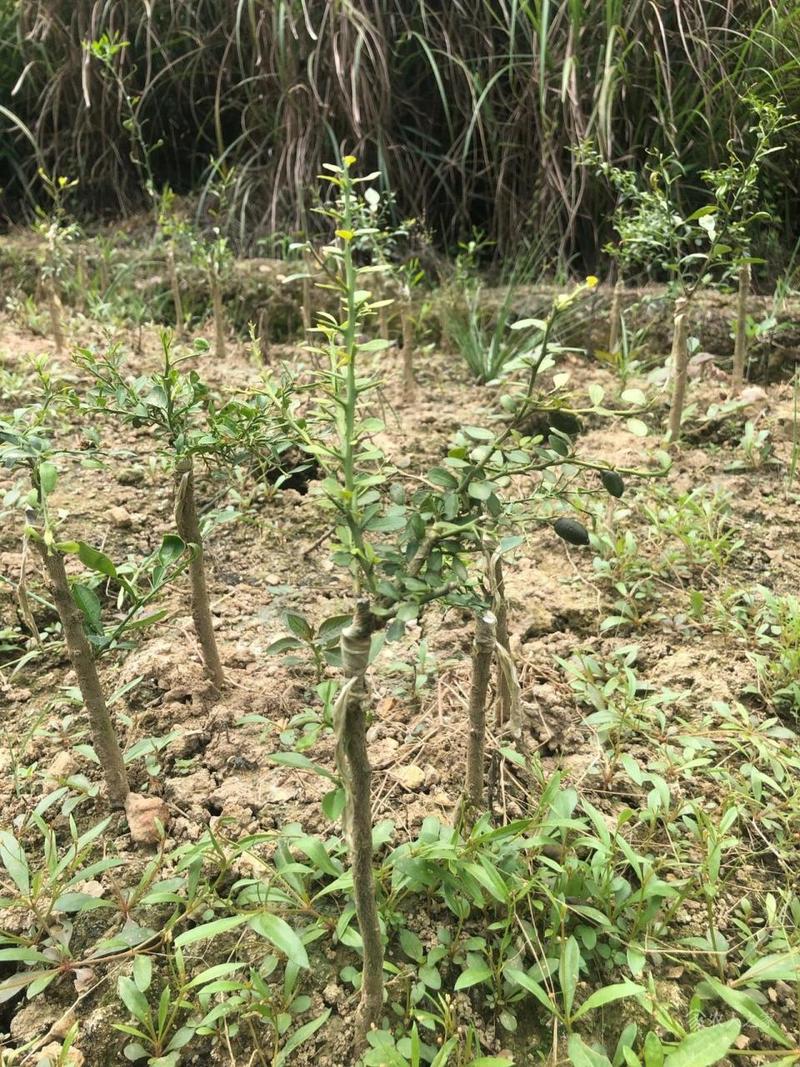 柠檬春天怎么剪枝？柠檬春天怎么剪枝好？-第6张图片-优品飞百科