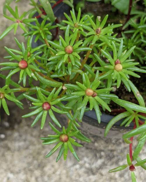 太阳花繁殖方式是什么,太阳花繁殖和栽培方法?-第2张图片-优品飞百科 太阳花繁殖方式是什么,太阳花繁殖和栽培方法?-第2张图片-优品飞百科